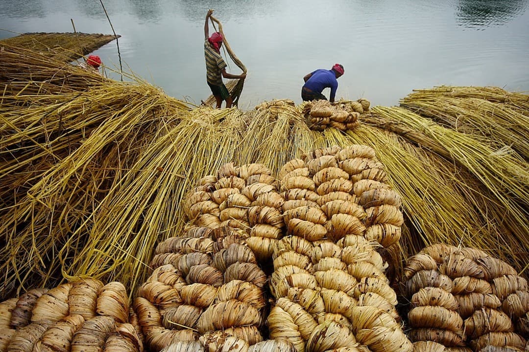 Jute Harvest, Krishnanagar, West Bengal, India | Photo by Samir Das/letsbewild.com